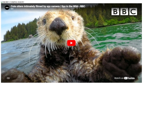 public/junk-drawer/otters screenshot