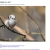 The web site of mildlybizarrecorvid avatar