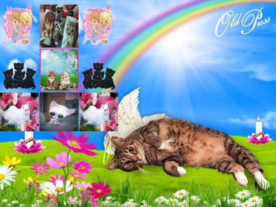 kitties screenshot