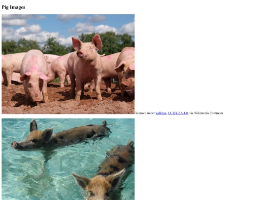 Image-copyright-assignment-basicwebdesign screenshot