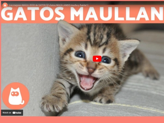 gatovideo screenshot