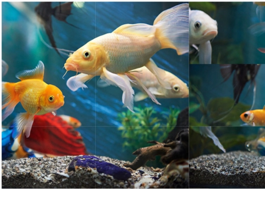 fishpuzzle screenshot