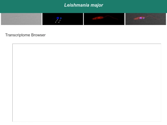 L_major_site_v3 screenshot