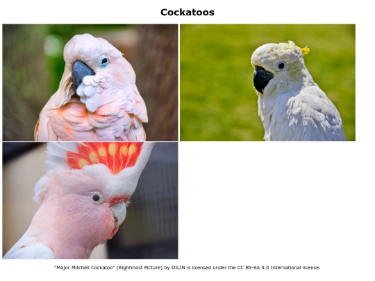 assignments/Cockatoos screenshot