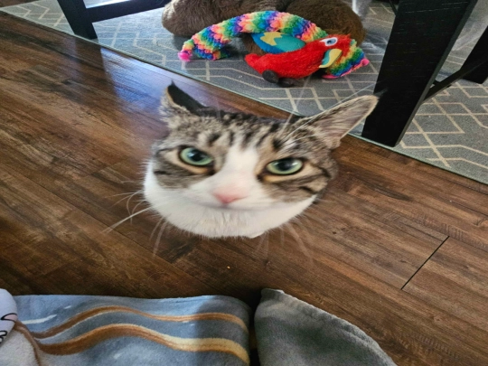 cat screenshot