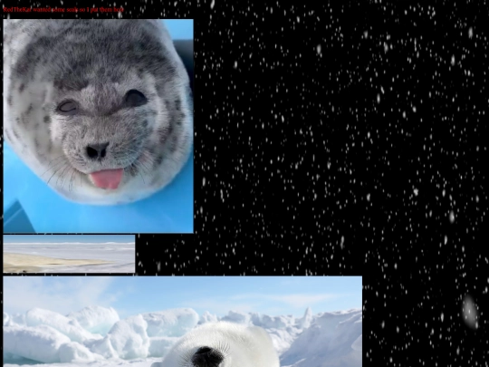 RedTheKatsSeals screenshot