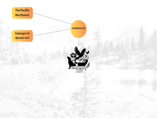 endangered_tarot/terminology/home screenshot