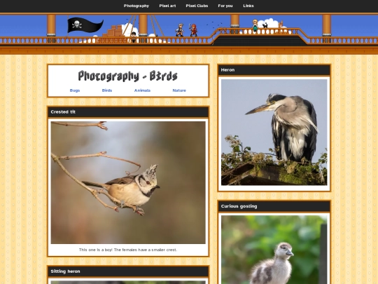 photography/birds screenshot