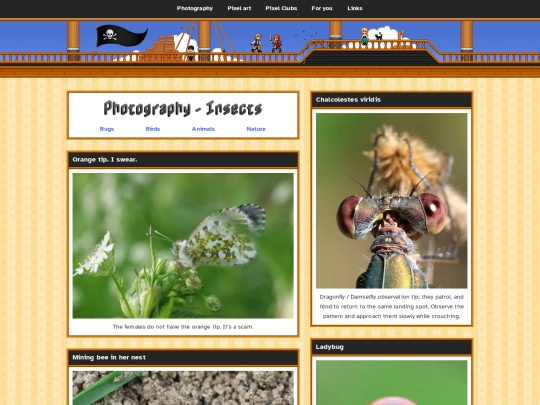 photography/bugs screenshot