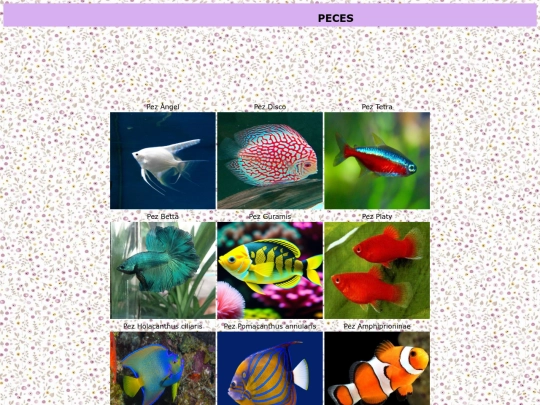 Proyecto/Hoja6projecto screenshot
