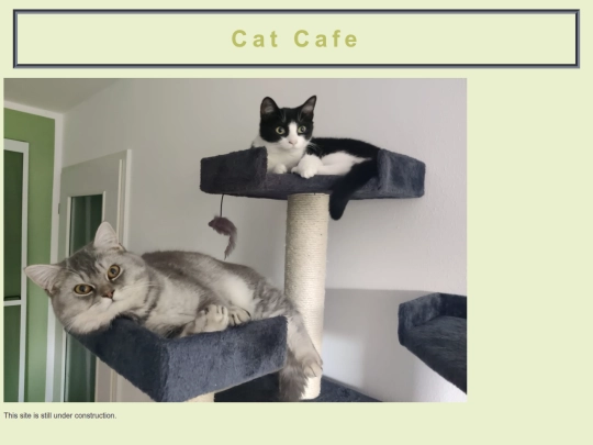 cats screenshot