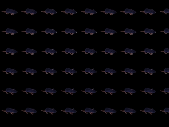 rat screenshot