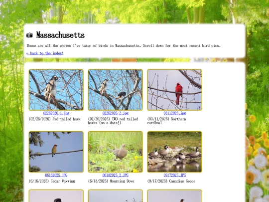 shrines/birds/massachusetts screenshot