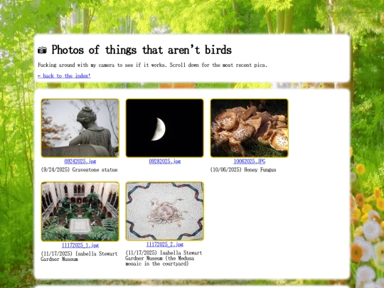 shrines/birds/photos-of-things-that-aren-t-birds screenshot
