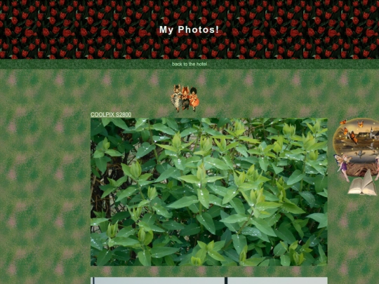 rosesphotos screenshot
