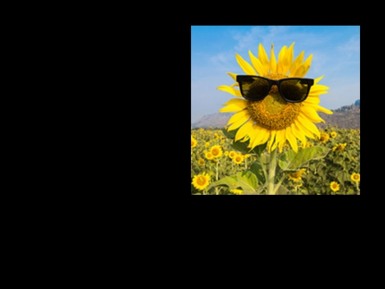 chillsunflower/chillsunflower screenshot