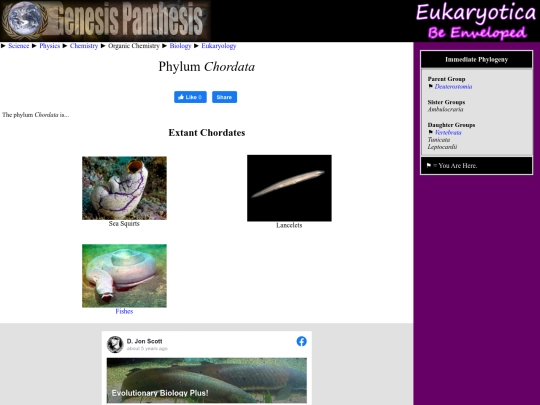 chordata screenshot