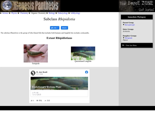 rhipidistia screenshot