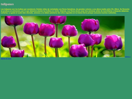 tulipanes screenshot