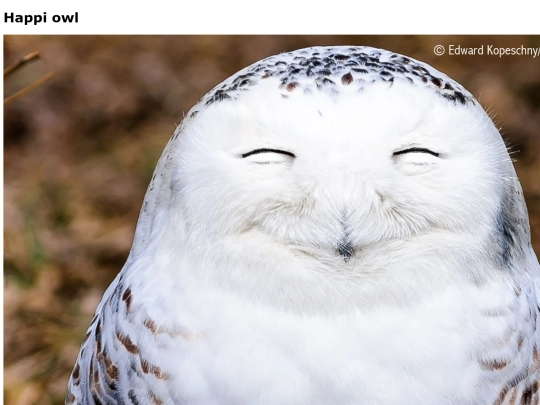 owl screenshot