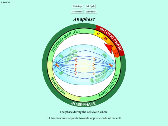 anaphase screenshot