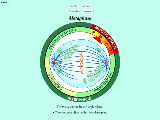 metaphase screenshot