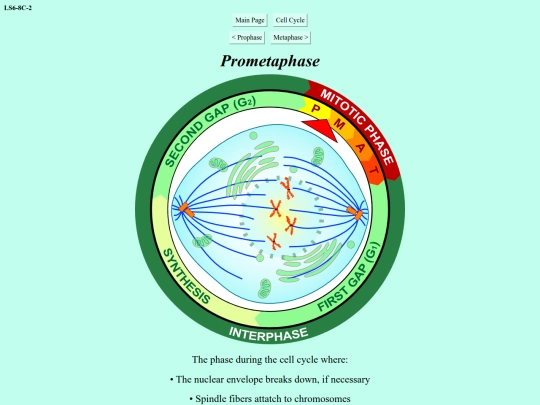prometaphase screenshot