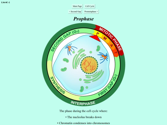 prophase screenshot