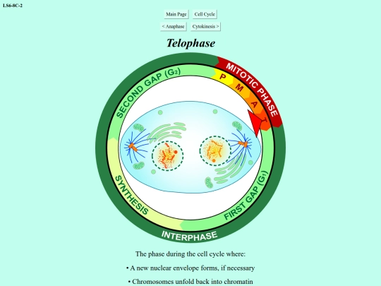 telophase screenshot