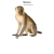 Macacos  avatar