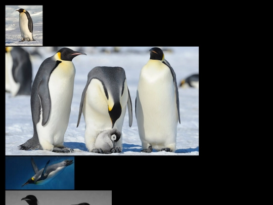 pages/penguins screenshot