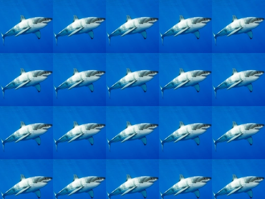 sharks screenshot