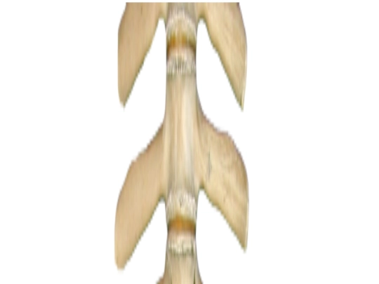 spine screenshot