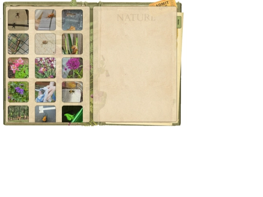 Woods/nature screenshot