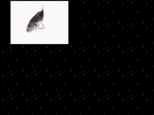 spinningfish screenshot