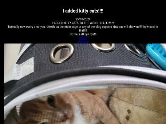addedkitties25102024 screenshot