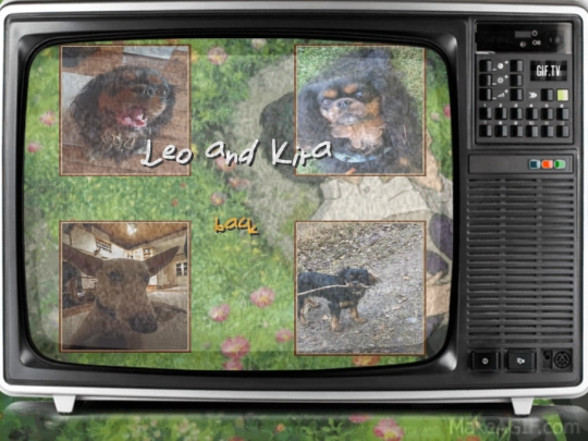 Animals screenshot