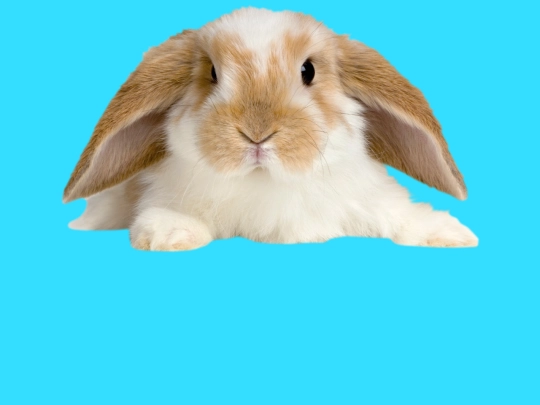 bnuny screenshot