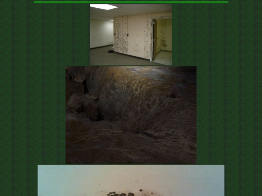 mold screenshot