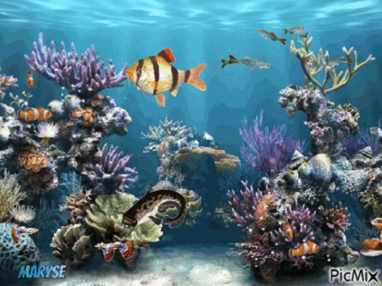 aquario2_777 screenshot