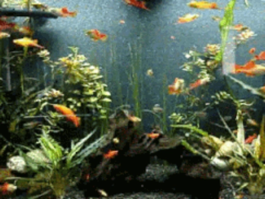 aquario_777 screenshot