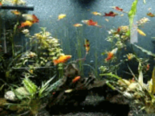 aquario_peq_777 screenshot