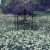 ⋆ ˚｡⋆୨୧˚ lavender fields ✿⋆˚₊ ⊹ avatar