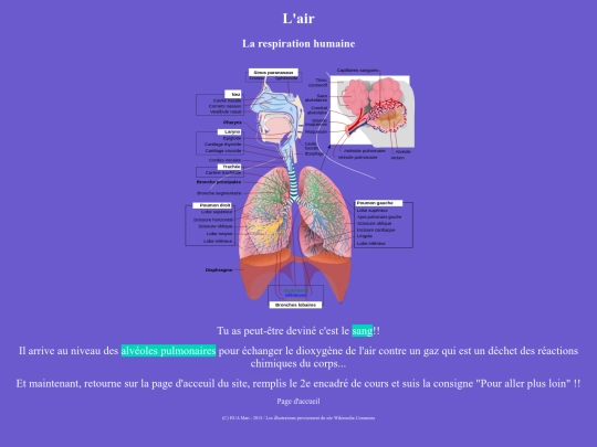 Respirationhumaine/respirationhumaineAAAAAAAA00 screenshot