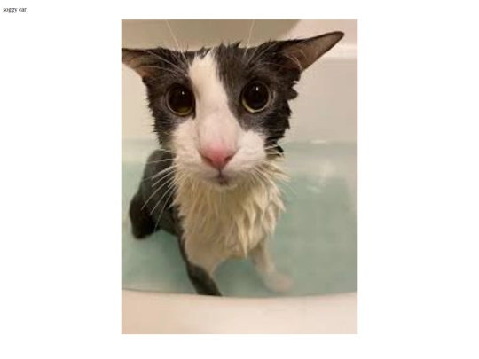 soggy_cat screenshot