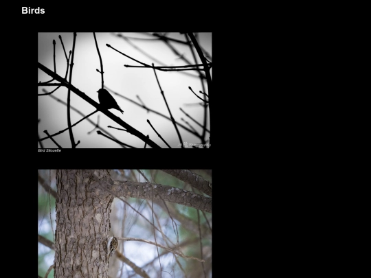 Birds screenshot