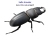 bug coven avatar