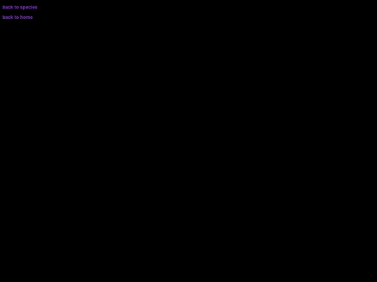 species/ngmoww_wuf screenshot