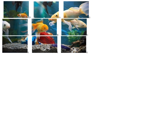 Images/FishPuzzle screenshot