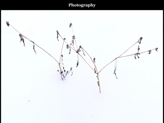 portfolio/photography screenshot